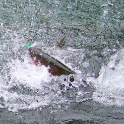 小菅トラウトガーデン 釣果