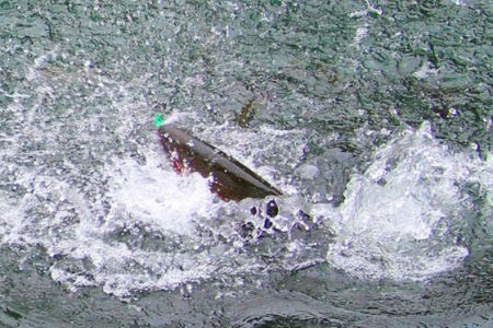 小菅トラウトガーデン 釣果