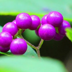 小菅トラウトガーデン 釣果