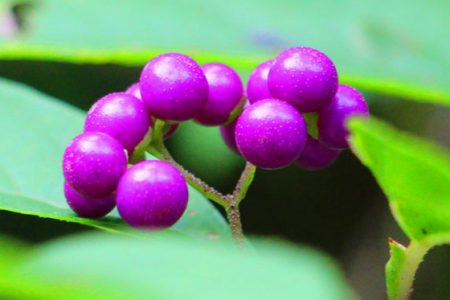 小菅トラウトガーデン 釣果