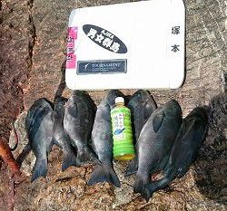 第八有漁丸 釣果