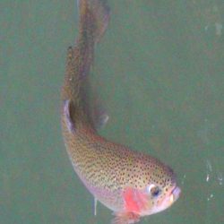 小菅トラウトガーデン 釣果