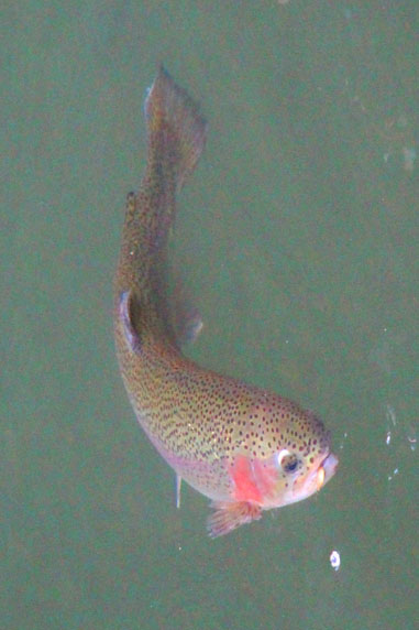 小菅トラウトガーデン 釣果