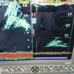 遊漁船ブルーウッズ 釣果