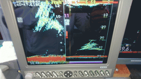 遊漁船ブルーウッズ 釣果