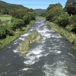 狩野川(狩野川漁業協同組合) 釣果