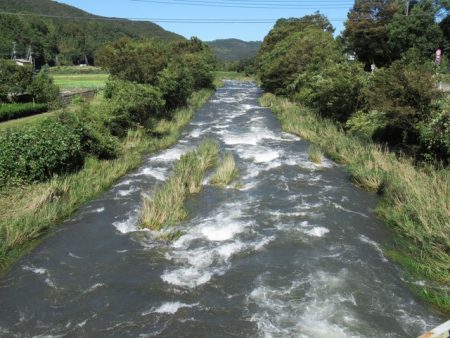 狩野川(狩野川漁業協同組合) 釣果