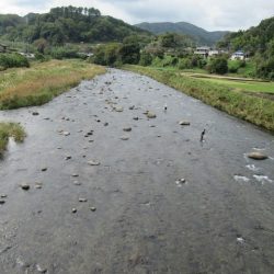 狩野川(狩野川漁業協同組合) 釣果
