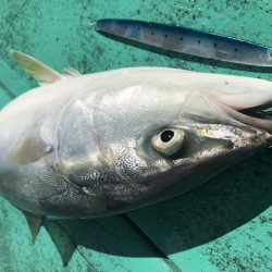 広進丸 釣果