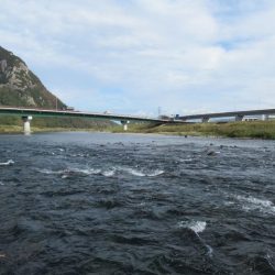 狩野川(狩野川漁業協同組合) 釣果