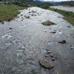 狩野川(狩野川漁業協同組合) 釣果