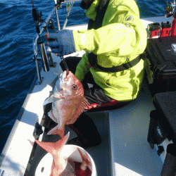 遊漁船ブルーウッズ 釣果