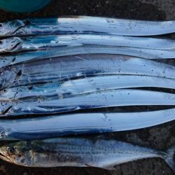 6日連続タチウオ釣行