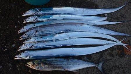 6日連続タチウオ釣行