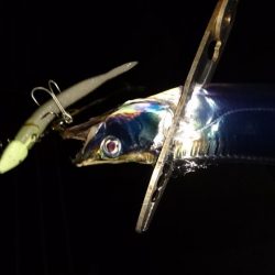 雨の合間、中潮タチウオ釣行