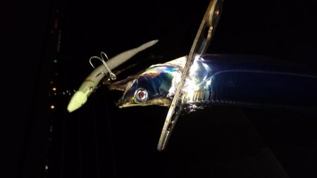 雨の合間、中潮タチウオ釣行