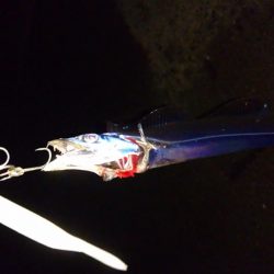 タチウオ釣果 不調続き・・・