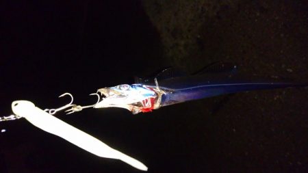 タチウオ釣果 不調続き・・・