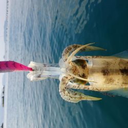 秋烏賊ボートエギング