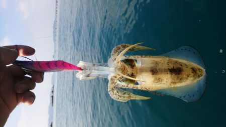 秋烏賊ボートエギング