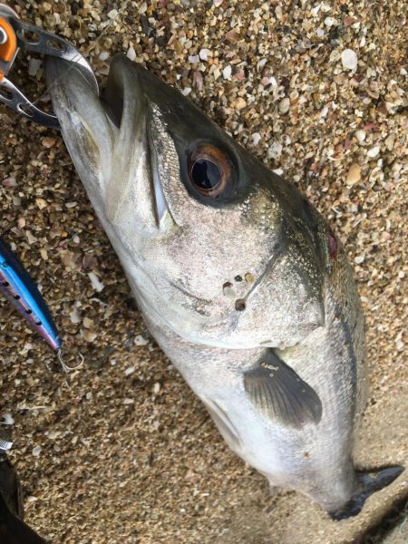 雨が止んだすきに…