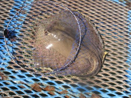 オリジナルメーカー海づり公園(市原市海づり施設) 釣果