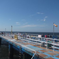 オリジナルメーカー海づり公園(市原市海づり施設) 釣果