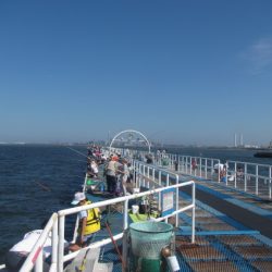オリジナルメーカー海づり公園(市原市海づり施設) 釣果