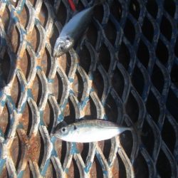 オリジナルメーカー海づり公園(市原市海づり施設) 釣果