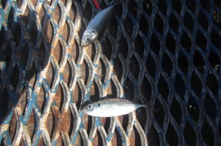 オリジナルメーカー海づり公園(市原市海づり施設) 釣果
