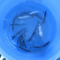 オリジナルメーカー海づり公園(市原市海づり施設) 釣果