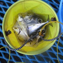 オリジナルメーカー海づり公園(市原市海づり施設) 釣果