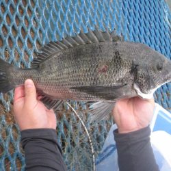 オリジナルメーカー海づり公園(市原市海づり施設) 釣果
