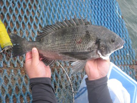 オリジナルメーカー海づり公園(市原市海づり施設) 釣果