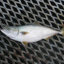 オリジナルメーカー海づり公園(市原市海づり施設) 釣果