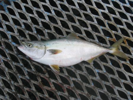 オリジナルメーカー海づり公園(市原市海づり…