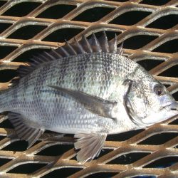 オリジナルメーカー海づり公園(市原市海づり施設) 釣果