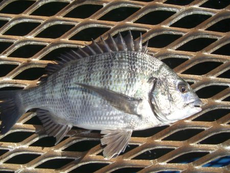 オリジナルメーカー海づり公園(市原市海づり施設) 釣果