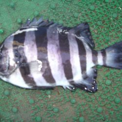 オリジナルメーカー海づり公園(市原市海づり施設) 釣果