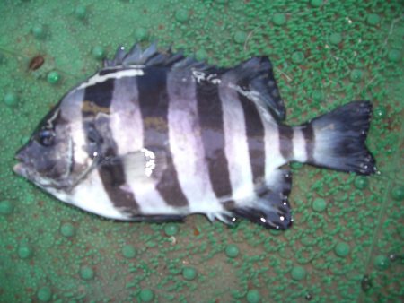 オリジナルメーカー海づり公園(市原市海づり施設) 釣果