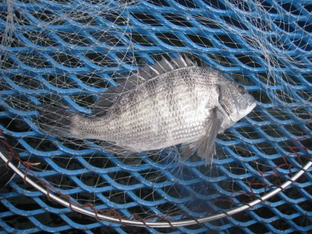 オリジナルメーカー海づり公園(市原市海づり施設) 釣果