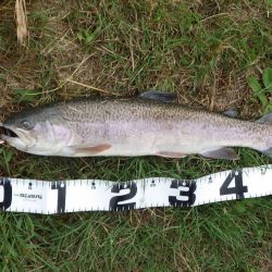 フィッシングレイクたかみや 釣果