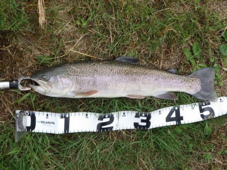 フィッシングレイクたかみや 釣果