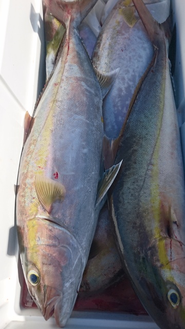 海晴丸 釣果