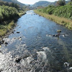 狩野川(狩野川漁業協同組合) 釣果