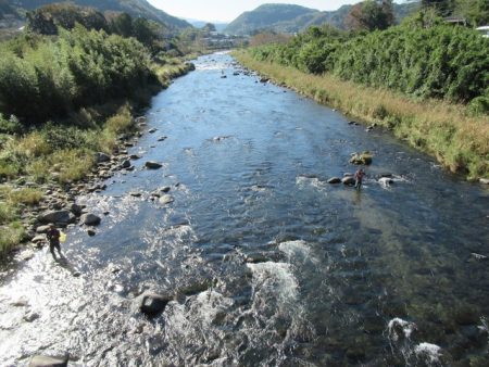狩野川(狩野川漁業協同組合) 釣果