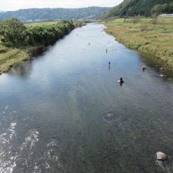 狩野川(狩野川漁業協同組合) 釣果