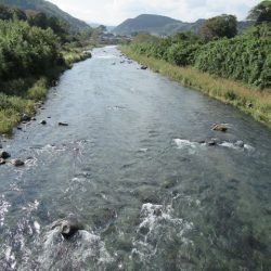 狩野川(狩野川漁業協同組合) 釣果