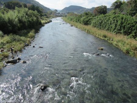 狩野川(狩野川漁業協同組合) 釣果