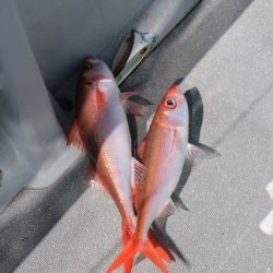 へいみつ丸 釣果